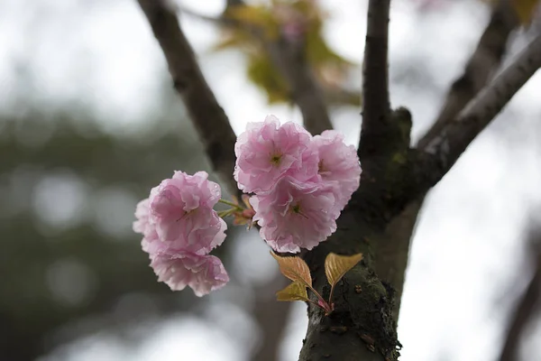 Baharda çiçek açan bir sakura dalı, yakın plan.