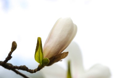 Beyaz manolya baharda çiçek açar. Mükemmel bir duvar kağıdı.