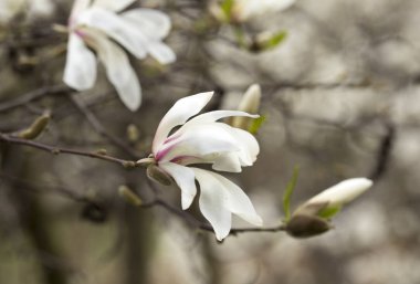 Beyaz manolya baharda çiçek açar. Mükemmel bir duvar kağıdı.