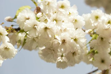 Parkta baharda çiçek açan sakura