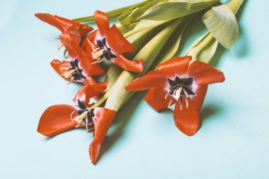 Çiçek açan kırmızı laleler.