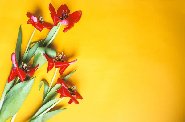 Bouquet Blooming Red Tulips Colored Background — 스톡 사진