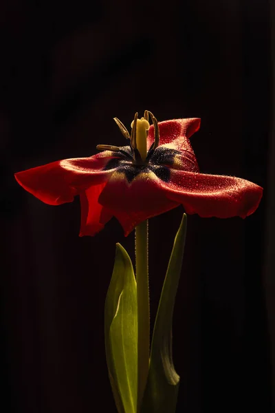 Κοντινό Πλάνο Της Καρδιάς Τουλίπας Λουλούδι — Φωτογραφία Αρχείου