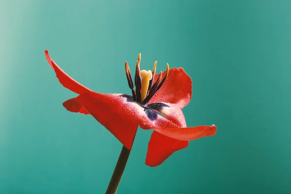 Primo Piano Del Cuore Fiore Tulipano — Foto Stock