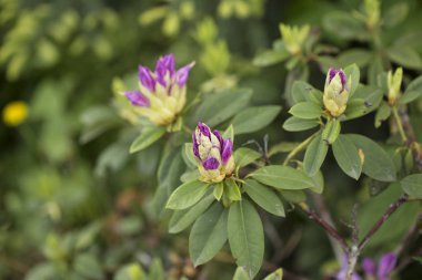 Botanik bahçesinde bahar açelyası tomurcuğu