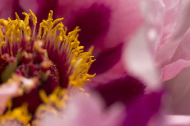 Botanik bahçesinde çiçek açan pembe ağaç şakayığı
