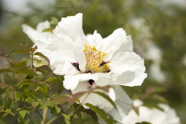 Blooming white tree peony in a botanical garden