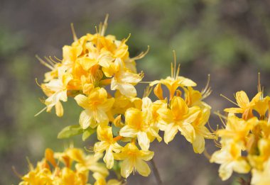 azalea bloom in the botanical garden in may