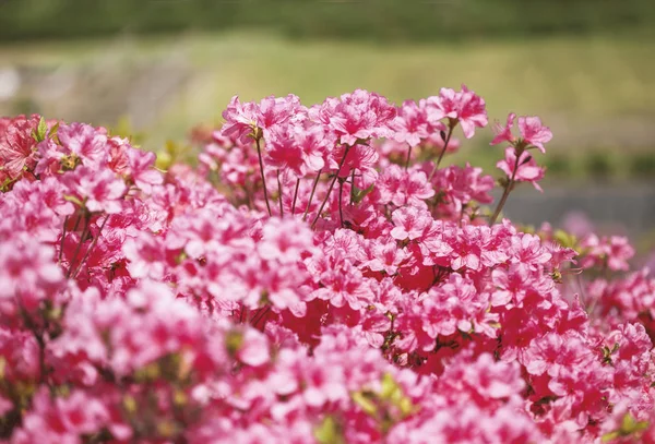 azalea bloom in the botanical garden in may