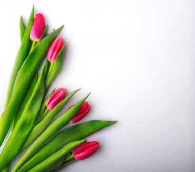 Farklı tatiller için kart hazırlamak için düz laleler.