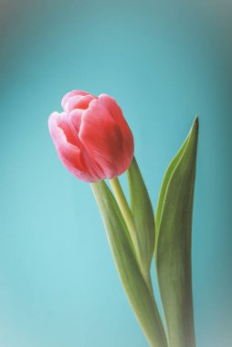 Beyaz arka planda bir buket lale.