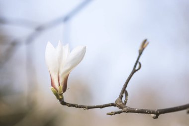 Nisan 'da beyaz manolya çiçekleri, makro