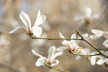 Nisan 'da beyaz manolya çiçekleri, makro