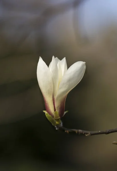 Λευκά Άνθη Μανόλιας Τον Απρίλιο Μακροεντολή — Φωτογραφία Αρχείου