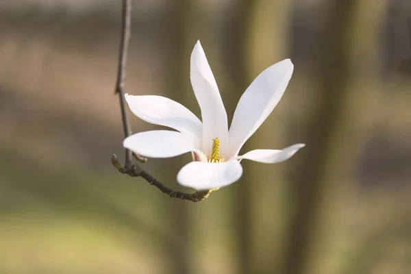 Fiori Magnolia Bianca Aprile Macro — Foto Stock