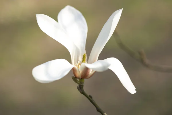 Fiori Magnolia Bianca Aprile Macro — Foto Stock