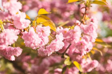 Parkta baharda çiçek açan sakura