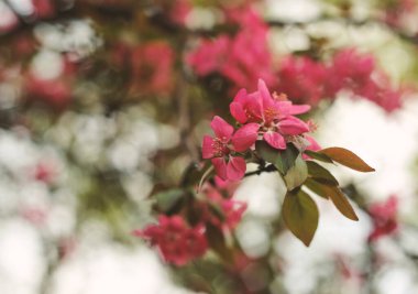 İlkbaharda çiçek açan elma ağacı, yakın plan çiçekler.
