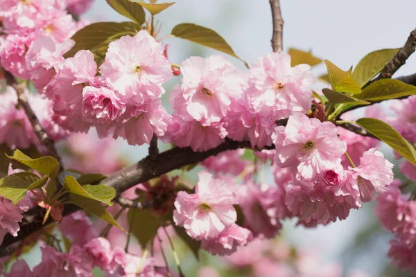 Parkta baharda çiçek açan sakura