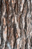 Stromové kůry borovice textura
