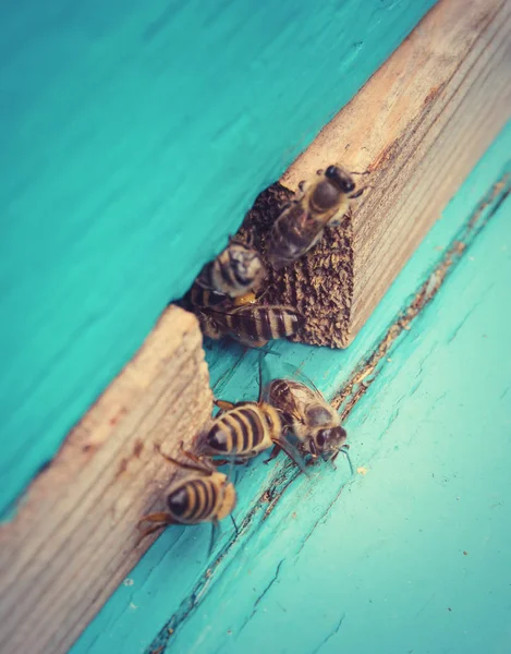 Méhek a kaptár közelében — Stock Fotó