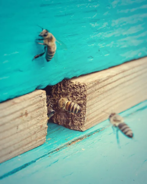 蜂房附近的蜜蜂 — 图库照片