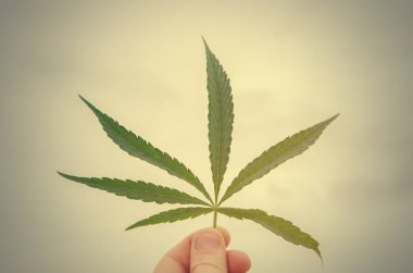 gün batımında yaprak esrar