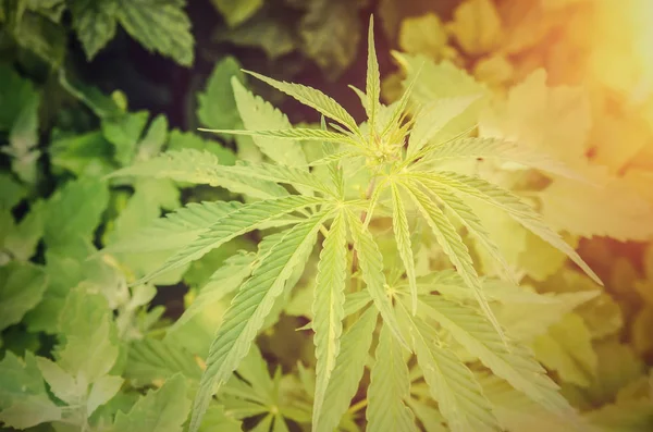 gün batımında marihuana yaprağı