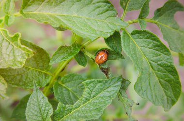 larva colorado Patates böceği