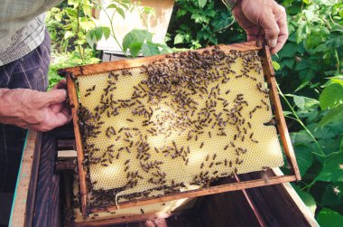 Arılar bal ile çerçeve üzerinde