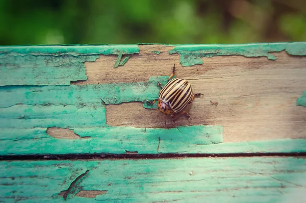 Escarabajo colorado de patata sobre madera — Foto de Stock