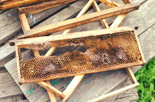 Cadres d'abeilles brisés vieux — Photo