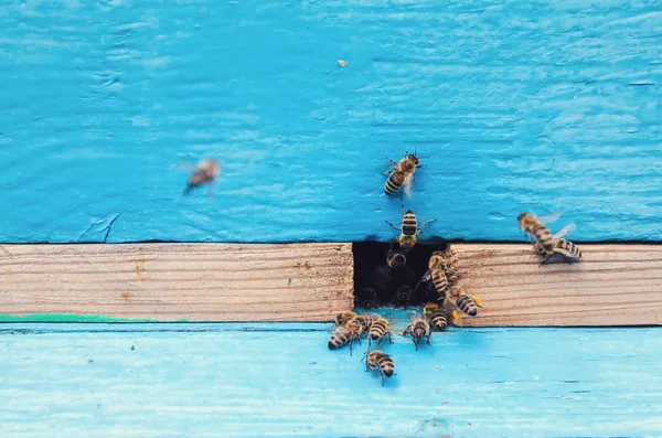 Méhek a beehive közelében — Stock Fotó