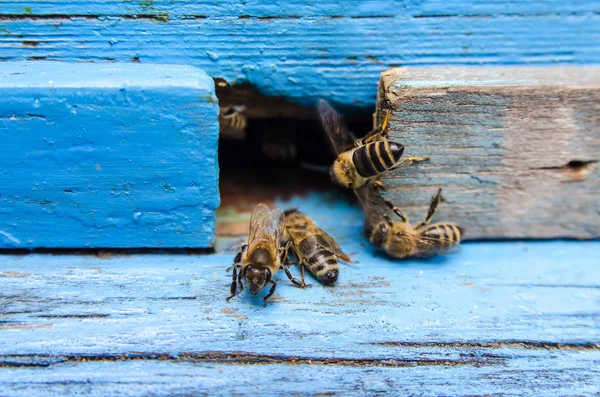 Abejas con miel cerca de la colmena —  Fotos de Stock