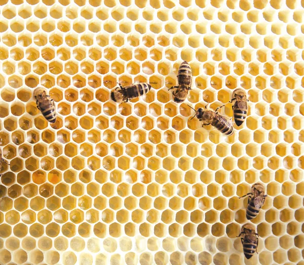 Пчелы на раме с медом крупным планом — стоковое фото