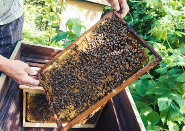 Arılar örneğinde kovanında bir Tarih