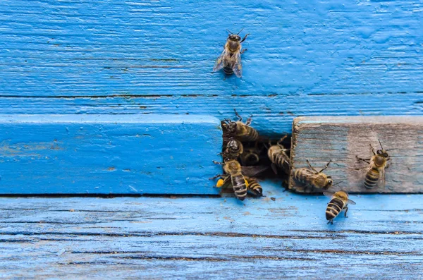 Abejas con miel en la entrada de la colmena —  Fotos de Stock