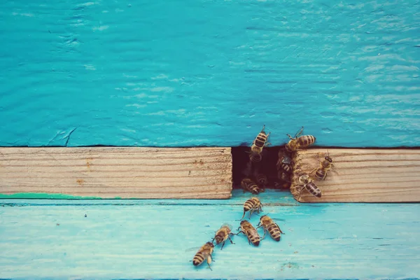 Abejas con miel en la entrada de la colmena —  Fotos de Stock