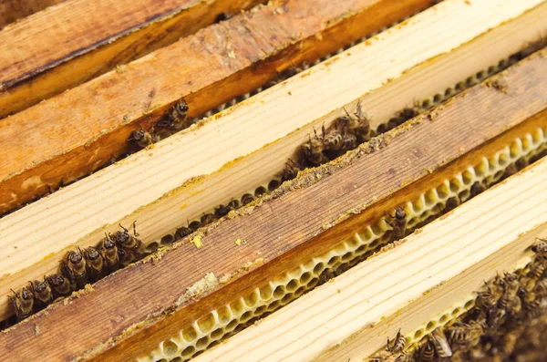 Abelhas em favos de mel em uma colmeia — Fotografia de Stock