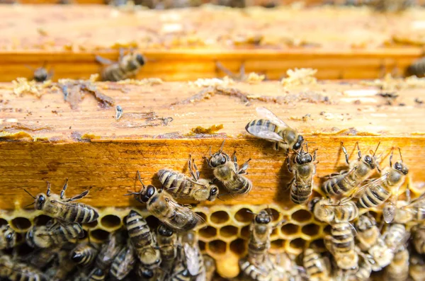 Abejas en panales en una colmena — Foto de Stock