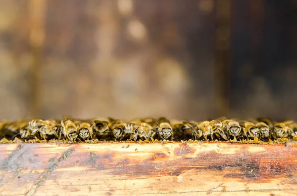 Abejas en panal en una colmena —  Fotos de Stock