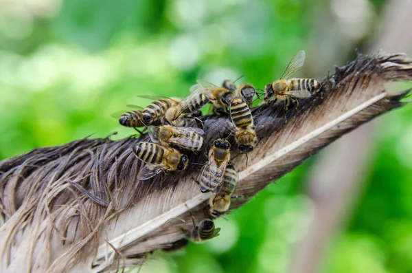 Бджоли в пасіці, на зеленому тлі крупним планом — стокове фото