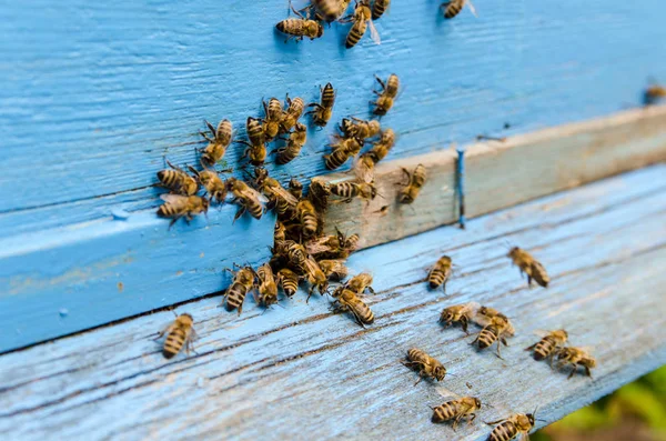 Бджоли летять до лунки вулик — стокове фото