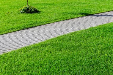 Yol boyunca yeşil çim