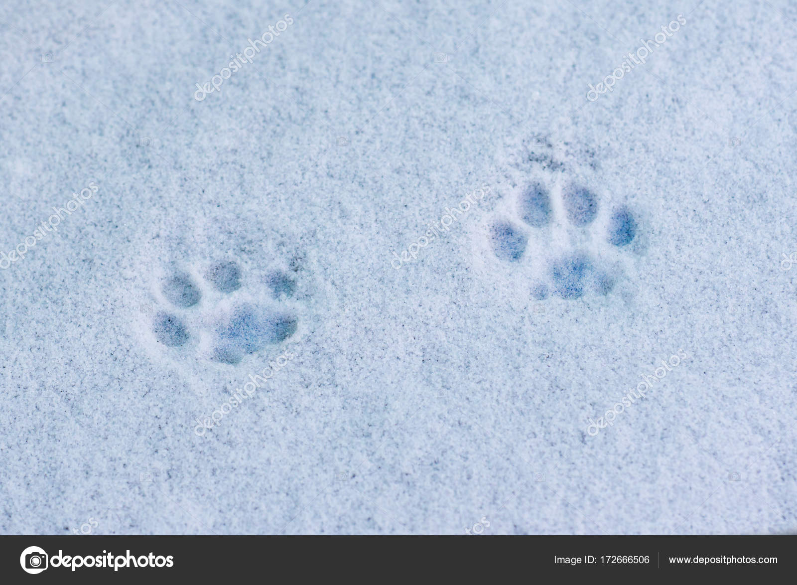 Footprints cat in the snow Stock Photo by ©Saikorn 172666506