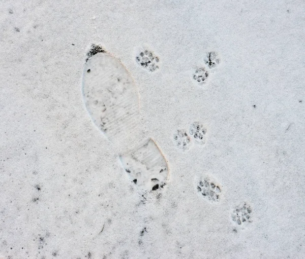 footprints men and cat, in the snow