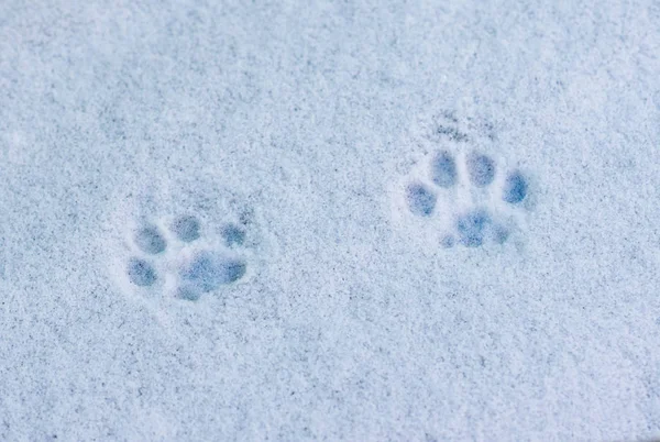 footprints cat in the snow