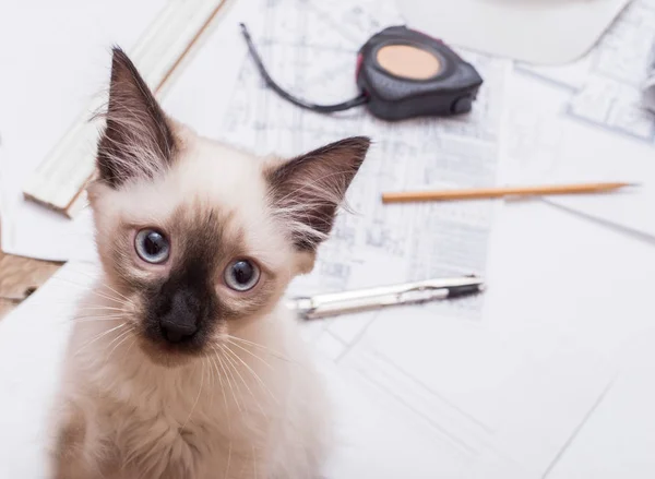 planları ve yavru kedi, ahşap bir masa üzerinde