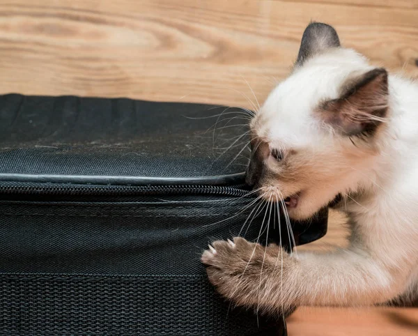 Voyageur chat en valise — Photo