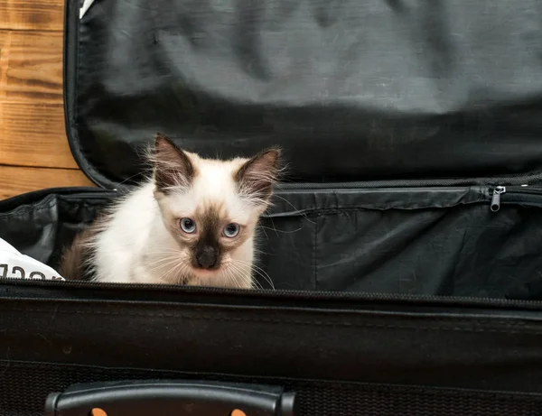 Zła kot w walizce — Zdjęcie stockowe